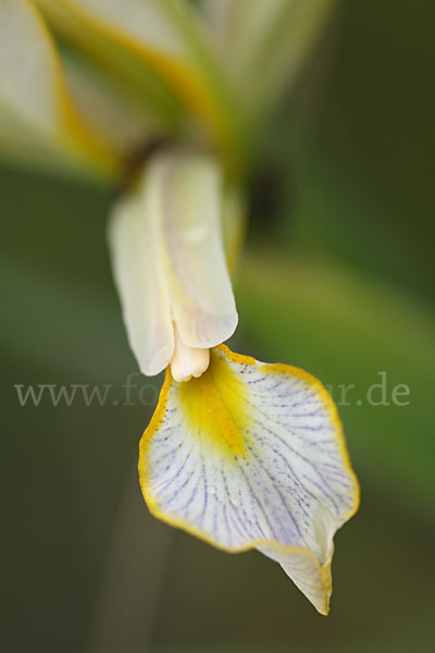 Schwertlilie spec. (Iris halophila)