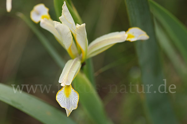 Schwertlilie spec. (Iris halophila)