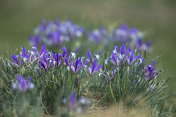 Schwertlilie spec1 (Iris lactea)