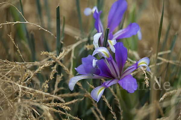 Schwertlilie spec1 (Iris lactea)