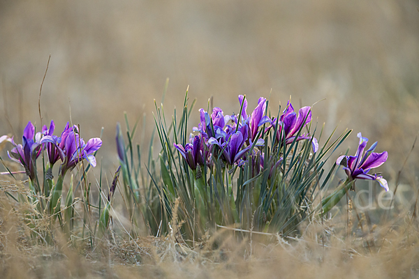 Schwertlilie spec1 (Iris lactea)