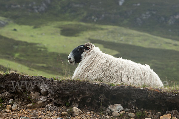 Scottish Blackface Schaf (Ovis gmelini aries sspec.7)