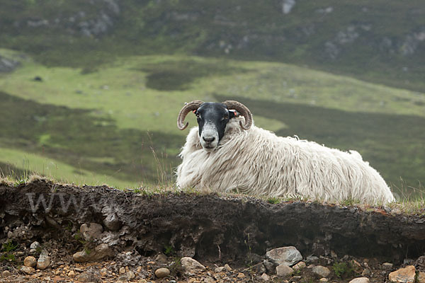 Scottish Blackface Schaf (Ovis gmelini aries sspec.7)