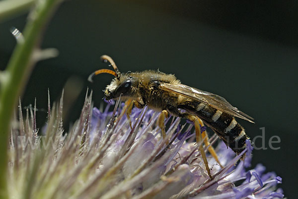 Sechsbindige Furchenbiene (Halictus sexcinctus)