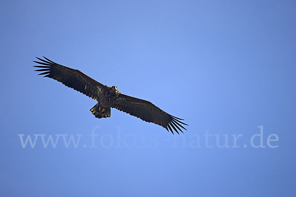 Seeadler (Haliaeetus albicilla)