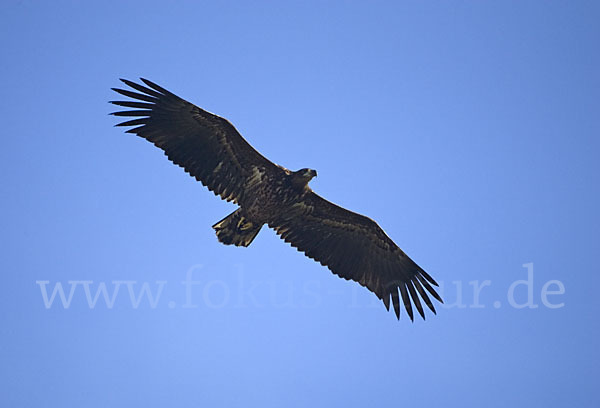 Seeadler (Haliaeetus albicilla)