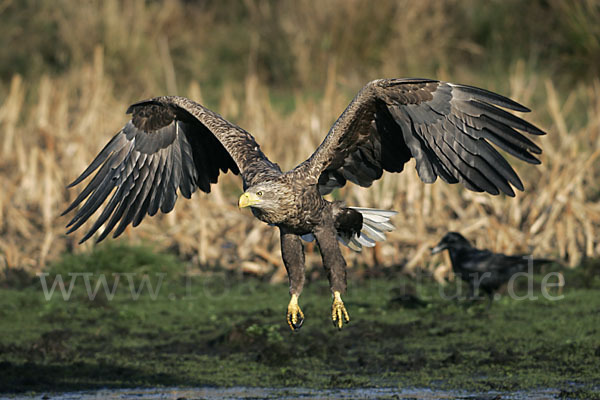 Seeadler (Haliaeetus albicilla)