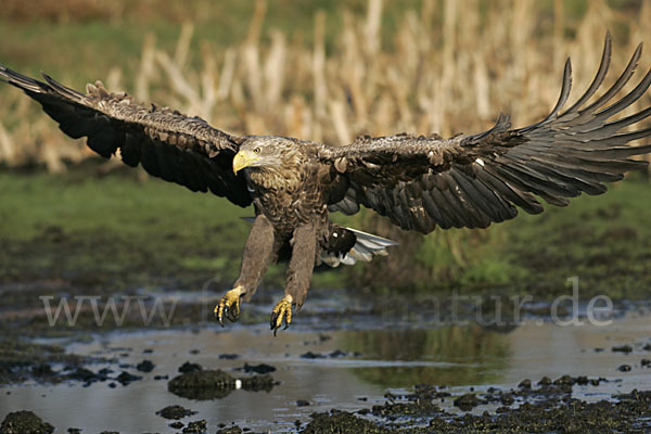 Seeadler (Haliaeetus albicilla)