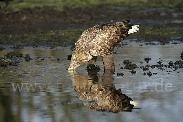 Seeadler (Haliaeetus albicilla)