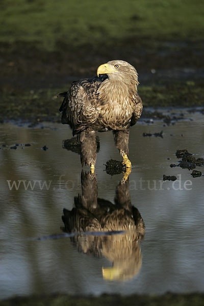 Seeadler (Haliaeetus albicilla)