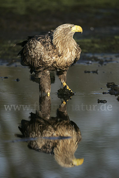 Seeadler (Haliaeetus albicilla)