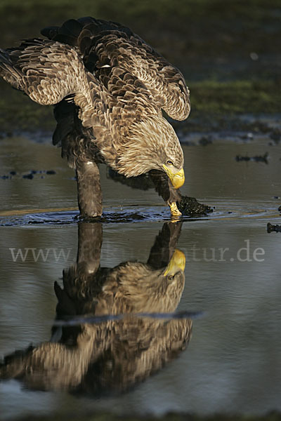 Seeadler (Haliaeetus albicilla)