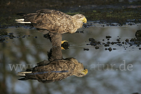 Seeadler (Haliaeetus albicilla)