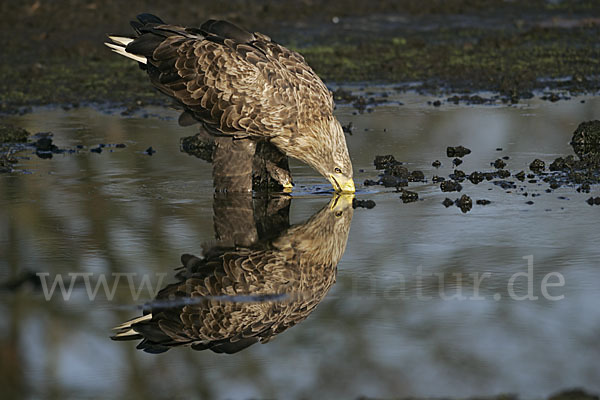 Seeadler (Haliaeetus albicilla)