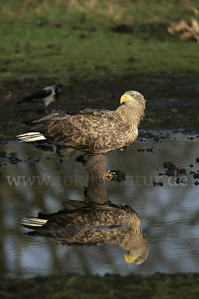 Seeadler (Haliaeetus albicilla)