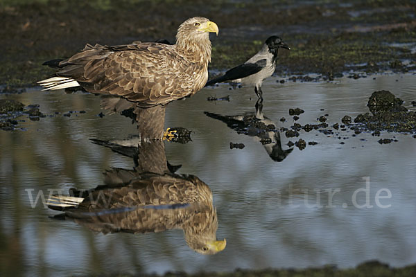 Seeadler (Haliaeetus albicilla)