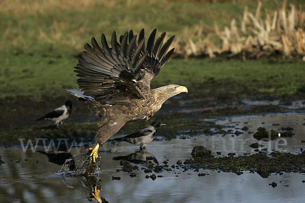 Seeadler (Haliaeetus albicilla)