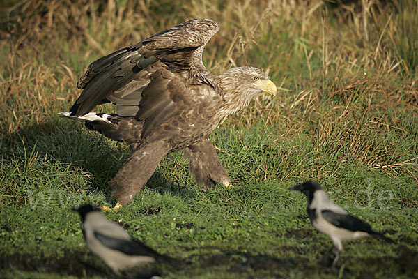 Seeadler (Haliaeetus albicilla)