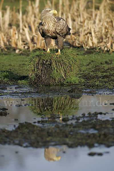 Seeadler (Haliaeetus albicilla)