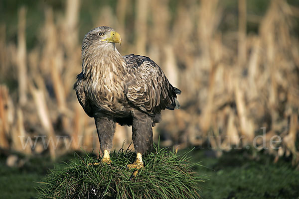 Seeadler (Haliaeetus albicilla)