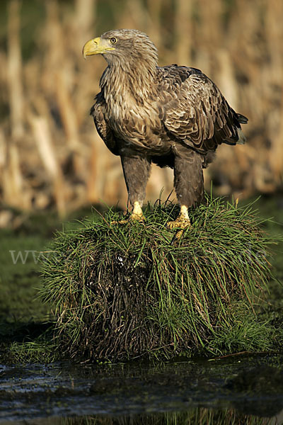 Seeadler (Haliaeetus albicilla)