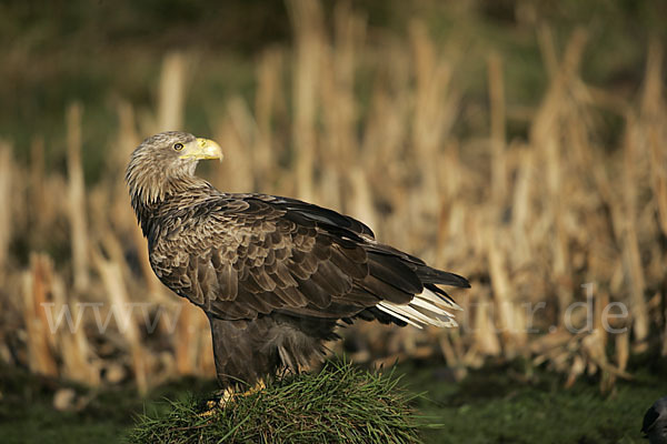 Seeadler (Haliaeetus albicilla)