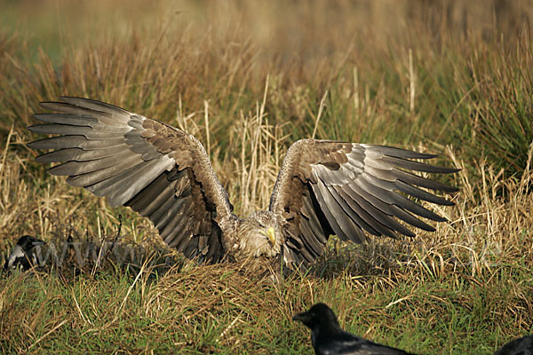 Seeadler (Haliaeetus albicilla)