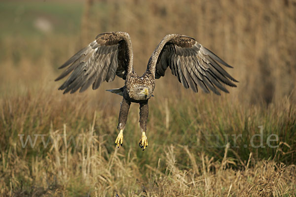 Seeadler (Haliaeetus albicilla)