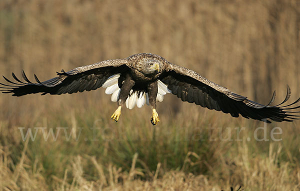 Seeadler (Haliaeetus albicilla)