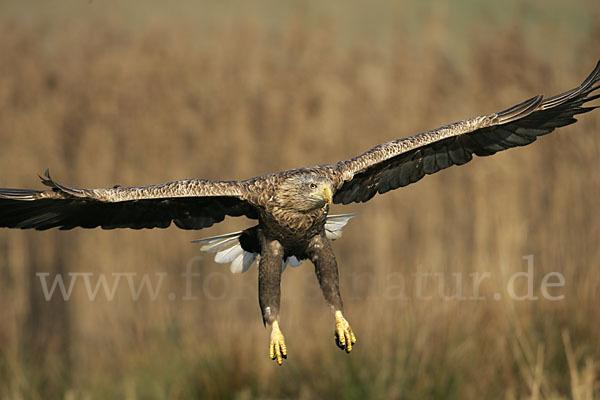 Seeadler (Haliaeetus albicilla)