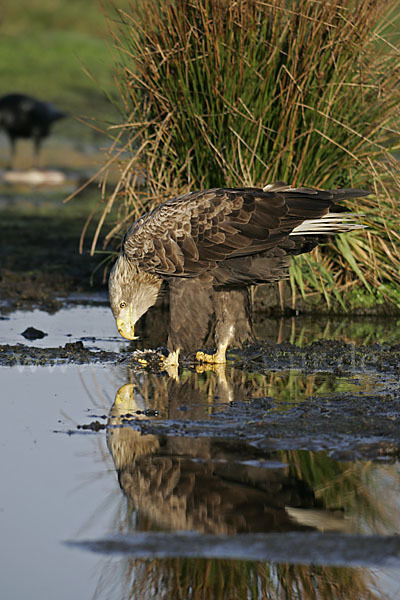 Seeadler (Haliaeetus albicilla)