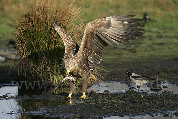 Seeadler (Haliaeetus albicilla)