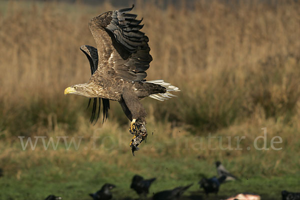 Seeadler (Haliaeetus albicilla)