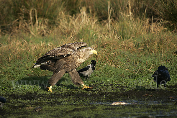 Seeadler (Haliaeetus albicilla)