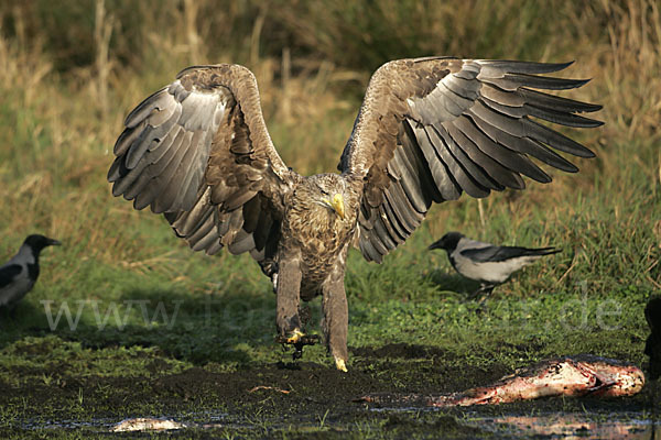 Seeadler (Haliaeetus albicilla)