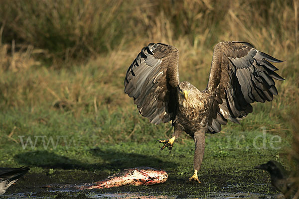 Seeadler (Haliaeetus albicilla)