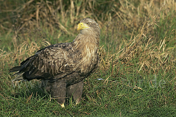 Seeadler (Haliaeetus albicilla)