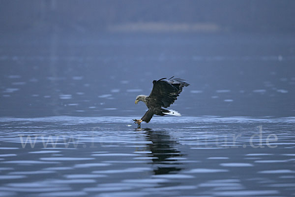 Seeadler (Haliaeetus albicilla)