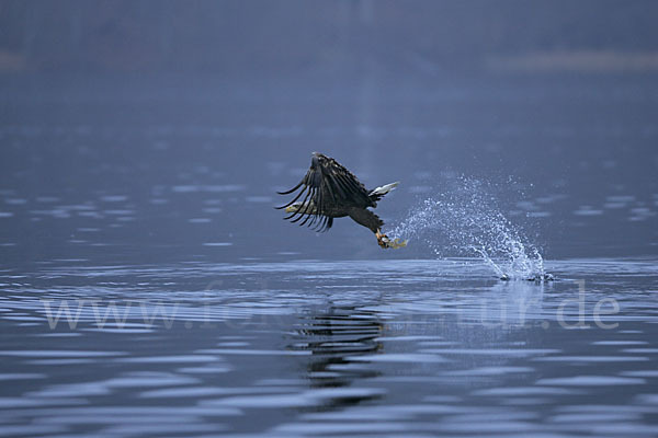 Seeadler (Haliaeetus albicilla)