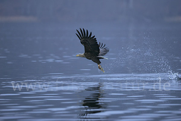 Seeadler (Haliaeetus albicilla)