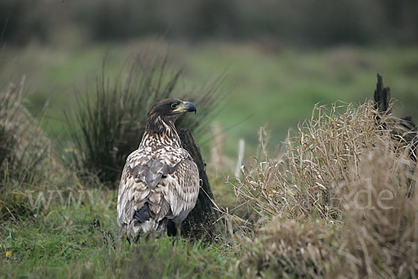 Seeadler (Haliaeetus albicilla)