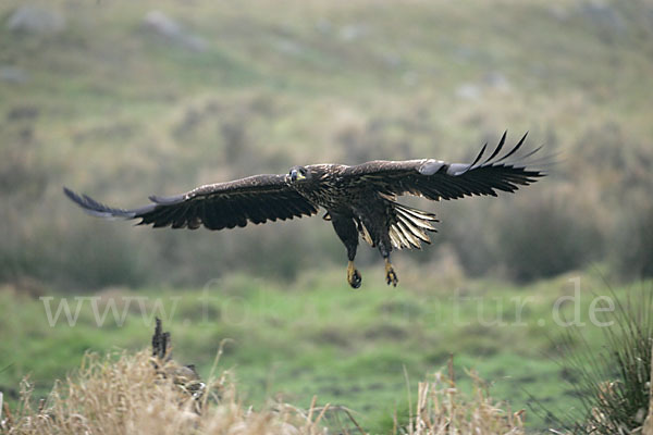 Seeadler (Haliaeetus albicilla)