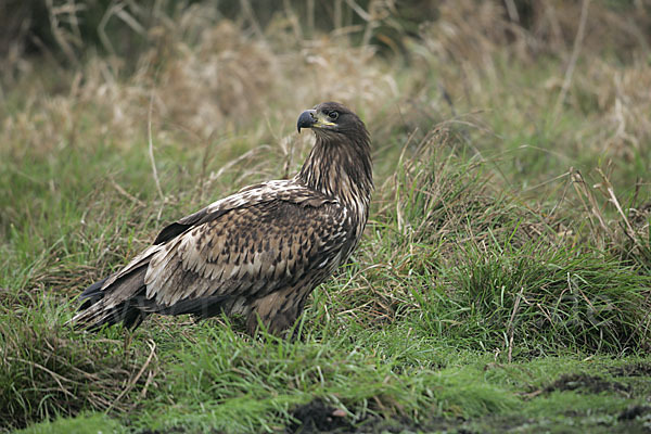 Seeadler (Haliaeetus albicilla)