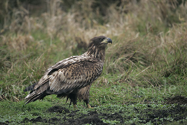 Seeadler (Haliaeetus albicilla)