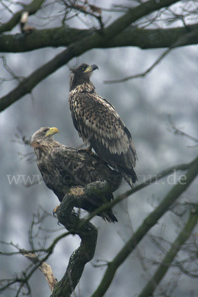 Seeadler (Haliaeetus albicilla)