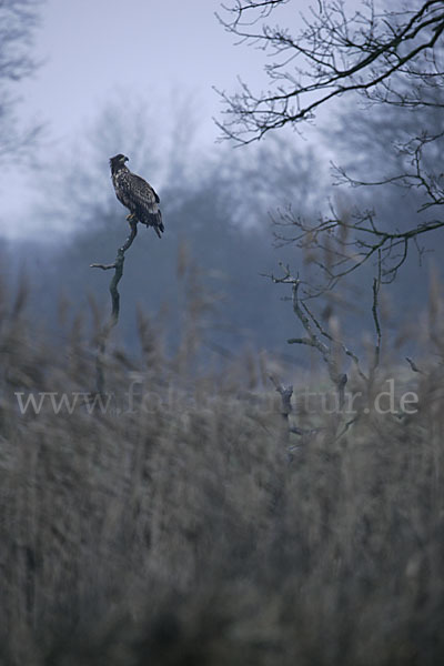 Seeadler (Haliaeetus albicilla)