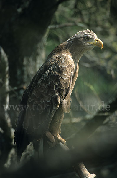 Seeadler (Haliaeetus albicilla)