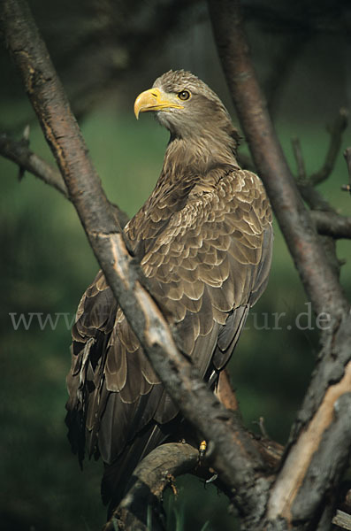 Seeadler (Haliaeetus albicilla)