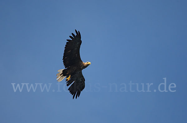 Seeadler (Haliaeetus albicilla)