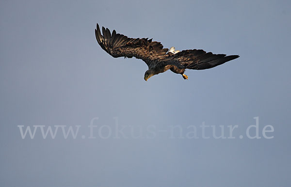 Seeadler (Haliaeetus albicilla)